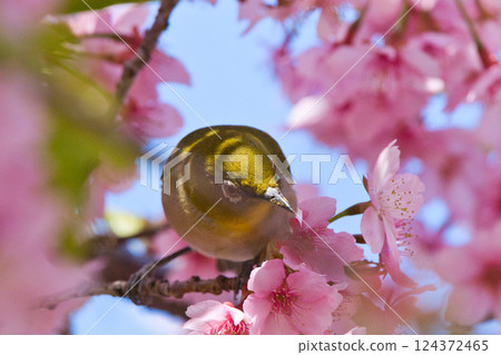 White-eye playing with cherry blossoms in full bloom White-eye playing with cherry blossoms in full bloom 124372465