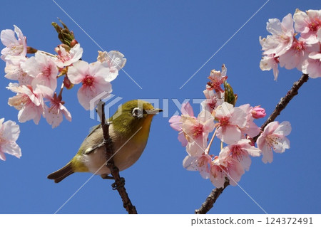 A Japanese white-eye sucking nectar from a Kawazu cherry tree under a blue sky 124372491