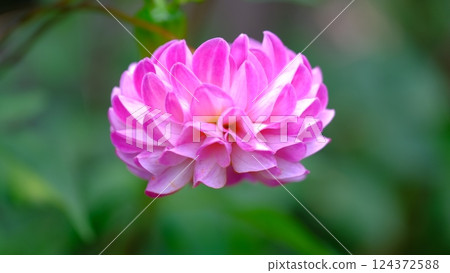 Beautiful pink dahlia Beautiful pink dahlia 124372588