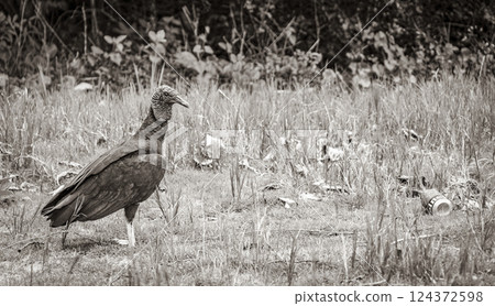 Tropical Black Vulture with Heineken beer Beach Ilha Grande Brazil. 124372598