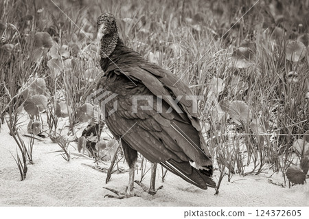 Tropical Black Vulture on Mangrove Pouso Beach Ilha Grande Brazil. 124372605
