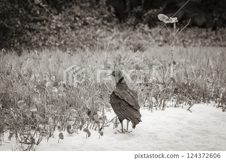 Tropical Black Vulture on Mangrove Pouso Beach Ilha Grande Brazil. 124372606