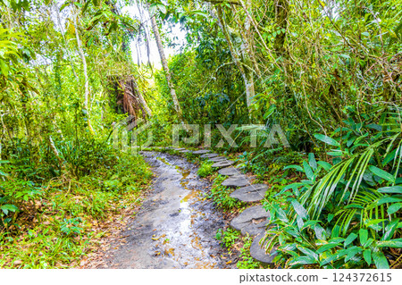 Hiking trail in natural tropical jungle forest Ilha Grande Brazil. 124372615