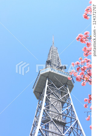 愛知縣名古屋市河津櫻花和名古屋電視塔的風景 124372707