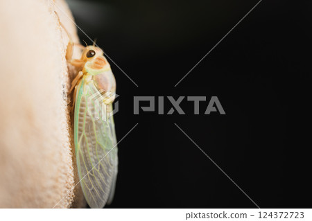 Cicadas just after emerging – The mysteries of life Cicadas just after emerging – The mysteries of life 124372723