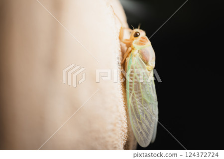 Cicadas just after emerging – The mysteries of life Cicadas just after emerging – The mysteries of life 124372724