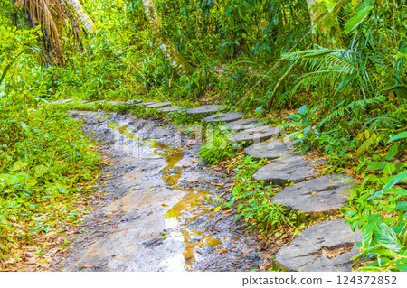 Hiking trail in natural tropical jungle forest Ilha Grande Brazil. Hiking trail in natural tropical jungle forest Ilha Grande Brazil. 124372852