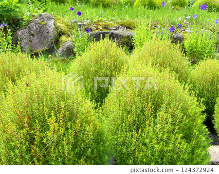 花園裡種植的綠色藜 花園裡種植的綠色藜 124372924