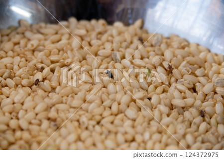 Rice weevils and damaged rice 124372975
