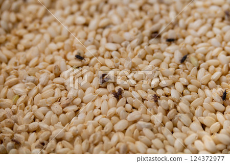 Rice weevils and damaged rice Rice weevils and damaged rice 124372977