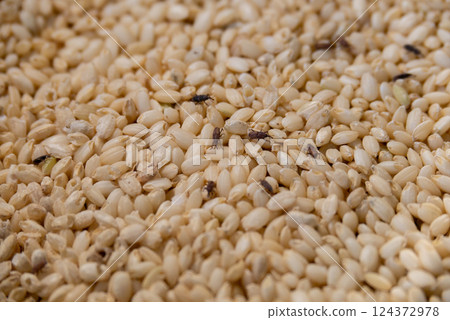 Rice weevils and damaged rice Rice weevils and damaged rice 124372978