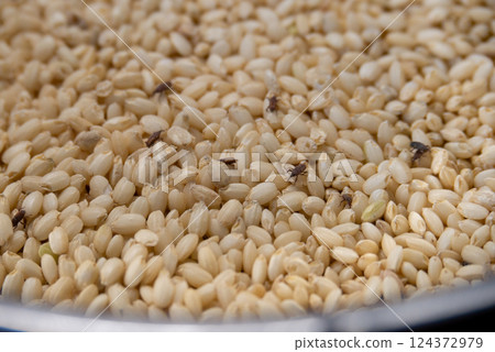 Rice weevils and damaged rice Rice weevils and damaged rice 124372979