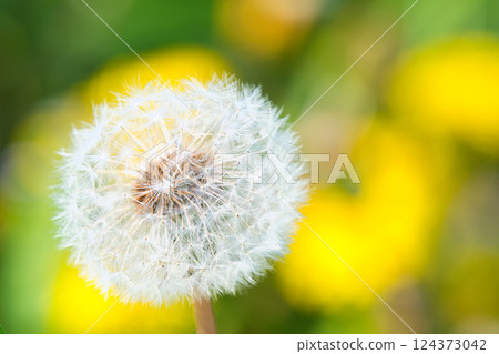 非洲蒲公英絨毛 124373042