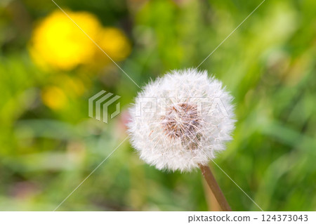 蓬鬆的蒲公英絨毛 蓬鬆的蒲公英絨毛 124373043