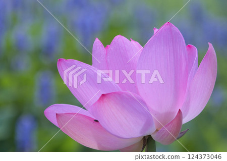 一朵美麗的蓮花 一朵美麗的蓮花 124373046