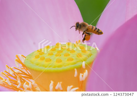 Bee perched on a lotus flower Bee perched on a lotus flower 124373047