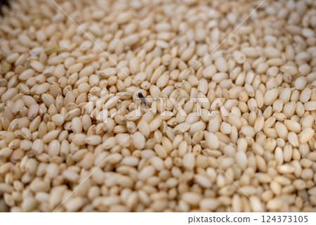 Rice weevils and damaged rice 124373105