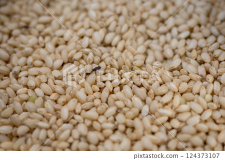 Rice weevils and damaged rice Rice weevils and damaged rice 124373107