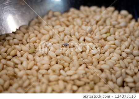 Rice weevils and damaged rice 124373110