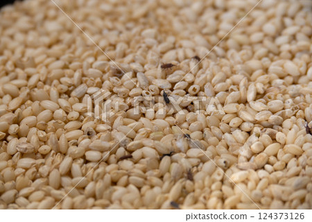 稻象與受損稻米 稻象與受損稻米 124373126