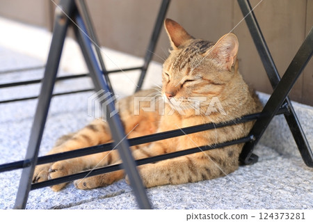 Cat relaxing under the table Cat relaxing under the table 124373281