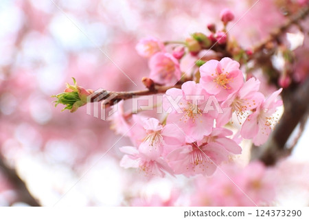 河津櫻花和芽 124373290