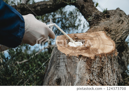 man fills with foam spray a hole in an olive tree 124373708
