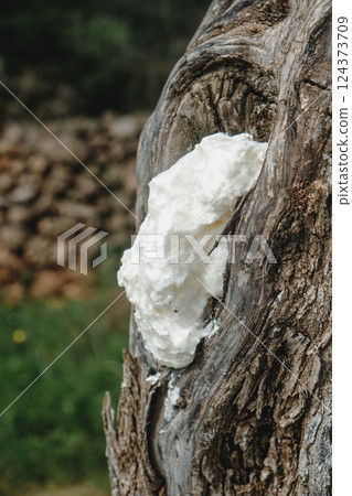 a hole in an olive tree filled with foam spray 124373709
