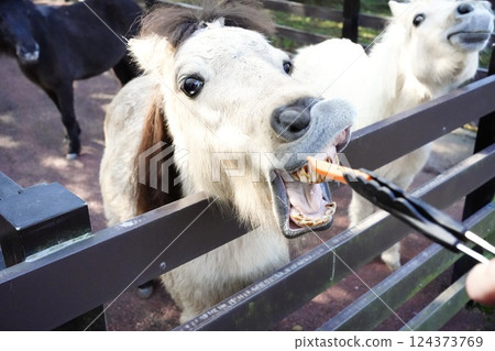 A horse peeking out from a fence to eat food A horse peeking out from a fence to eat food 124373769