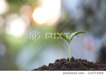 Macro closeup of Small vegetable sprout growing Macro closeup of Small vegetable sprout growing 124373808