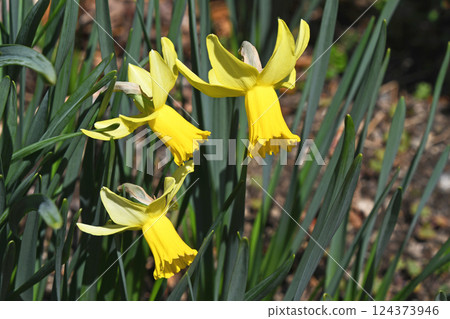 Mini Narcissus Taita Tate Mini Narcissus Taita Tate 124373946