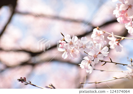 美麗的粉紅彼岸櫻花 124374064