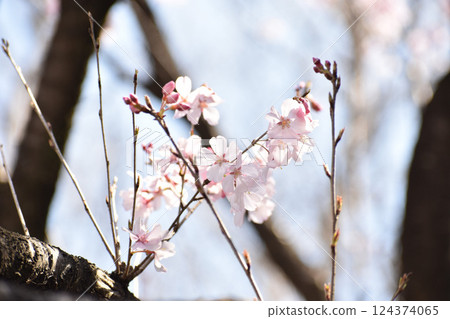 美麗的粉紅彼岸櫻花 124374065