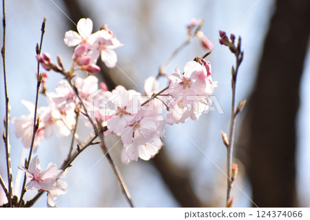 美麗的粉紅彼岸櫻花 124374066