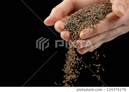 Hands pouring natural seasoning whole cumin seeds on a black background 124374179