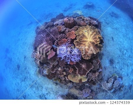 Gorilla Chop's Coral Reef, Sakimotobu, Okinawa Prefecture Gorilla Chop's Coral Reef, Sakimotobu, Okinawa Prefecture 124374339