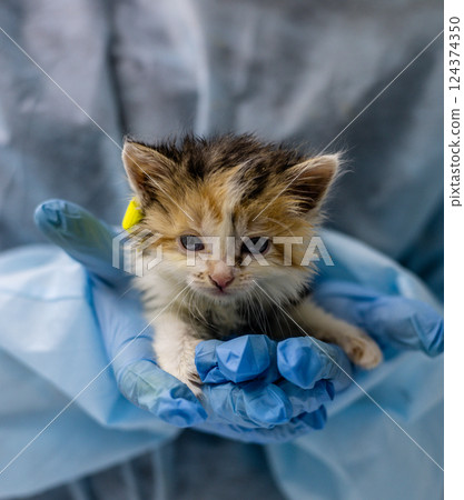A veterinarian in blue gloves carefully holds a small calico kitten during a medical examination. The doctor provides the homeless kitten with the necessary care and treatment at a veterinary clinic. 124374350