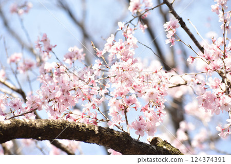 Pretty pink Higan cherry blossoms 124374391