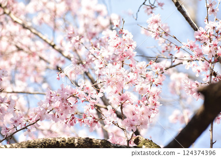 美麗的粉紅彼岸櫻花 美麗的粉紅彼岸櫻花 124374396