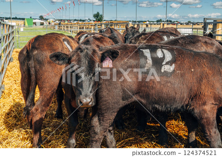 Black Angus calves in the open air Black Angus calves in the open air 124374521