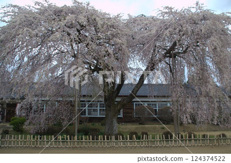 The cherry blossoms at school The cherry blossoms at school 124374522