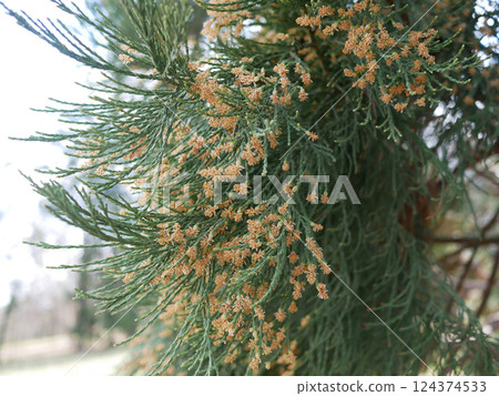 Blooming Sequoia in early spring. The concept of pollen allergy Blooming Sequoia in early spring. The concept of pollen allergy 124374533