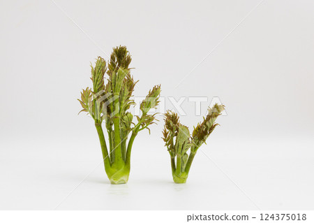 春天的味道:芋頭的庫存照片 春天的味道:芋頭的庫存照片 124375018