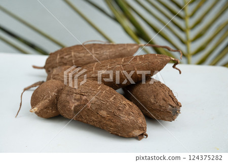 Organic raw Cassava or manioc tuber on white table. Yucca cassava root. Popular Indonesian and local food. Close up. 124375282