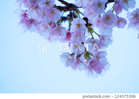Newly bloomed cherry blossoms Newly bloomed cherry blossoms 124375306