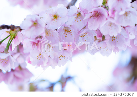 Newly bloomed cherry blossoms Newly bloomed cherry blossoms 124375307