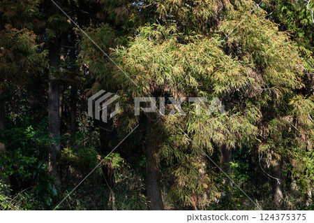 雪松花粉森林 124375375