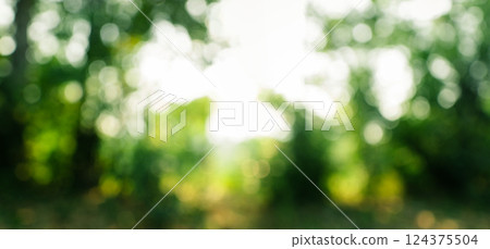 Green bokeh of forest and trees with light 124375504