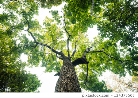 Green trees in the forest from under the tree. Nature and leaves background. Green trees in the forest from under the tree. Nature and leaves background. 124375505