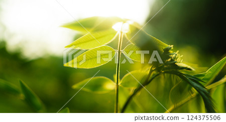 Spring green leaves with natural morning light 124375506